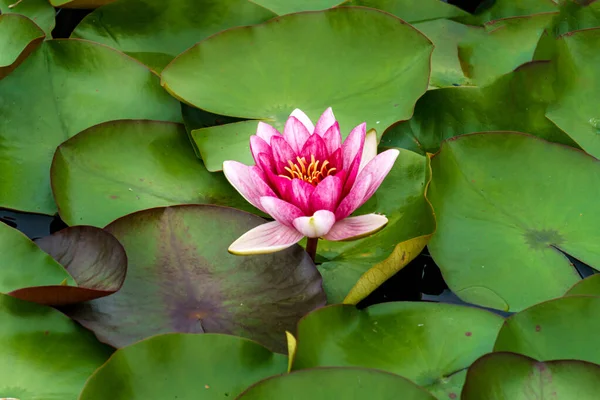 Mooie Roze Waterlelie Nymphea Vijver — Stockfoto