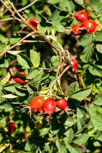 Ramos Rosa Vermelha Madura Quadris Outono — Fotografia de Stock