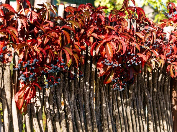 Een Heg Van Wilde Druiven Met Blauwe Bessen Herfst — Stockfoto
