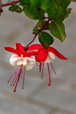Çiçek açmış güzel fuşya çiçekleri. Tomurcukların kırmızı ve beyaz renkleri