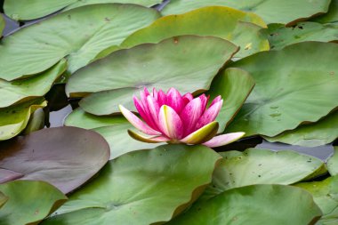 Güzel pembe su nilüferleri gölette