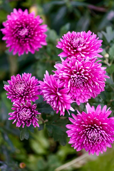 Bushes with flowers of purple chrysanthemums in the garden in autumn