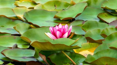 Güzel pembe su nilüferleri gölette