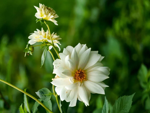 Flor Dalia Blanca Como Nieve Macizo Flores Primer Plano — Foto de Stock