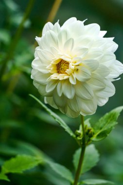 Çiçek tarhında kar beyazı bir yıldız çiçeği. Yakın plan.