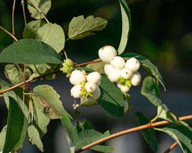 Yenemeyen beyaz böğürtlen, sonbaharın sonlarında dallardaki inciler gibi.