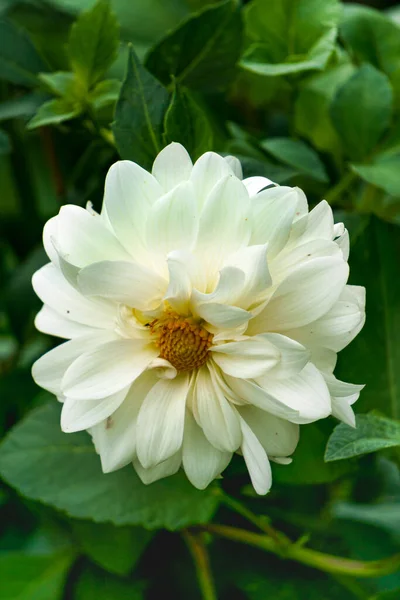 Белоснежный Цветок Георгины Клумбе Крупный План — стоковое фото