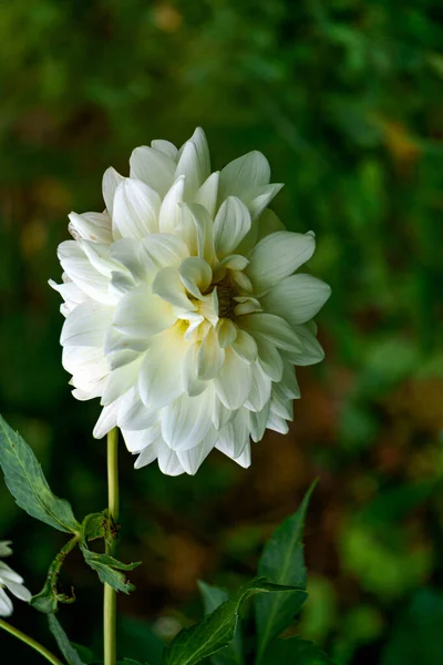 Flor de dália branca de neve em um canteiro de flores. Close-up. — Fotografia de Stock