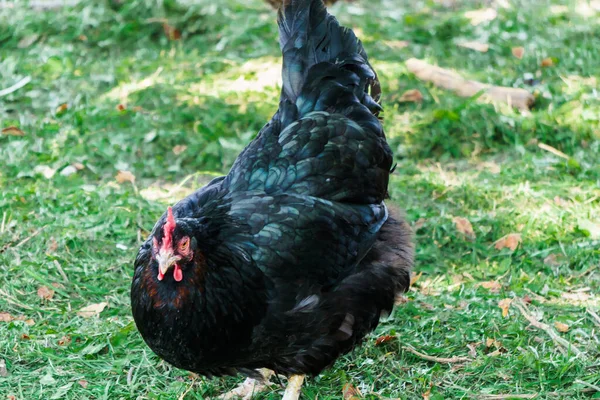 Czarna kura z eleganckim upierzeniem w miejscowości na łonie natury. — Zdjęcie stockowe