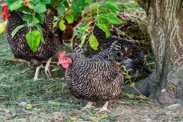 Geflügelhühner. Hühner verschiedener Rassen im Dorf in der Natur. — Stockfoto