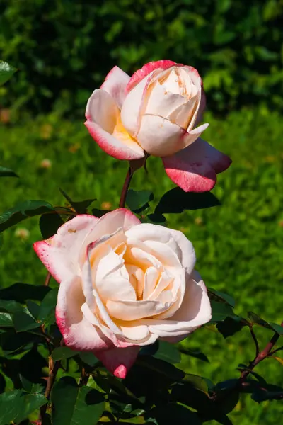 Due Boccioli Tenerissime Rose Rosa Nel Giardino Estivo — Foto Stock