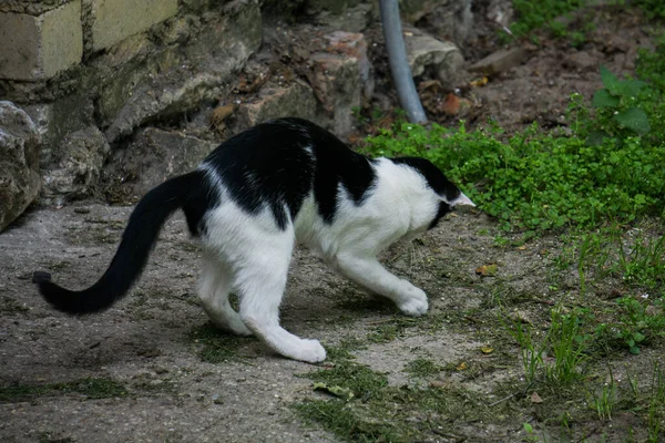 Cortile Bianco Nero Gattino Frolics Sull Erba Della Fattoria — Foto Stock