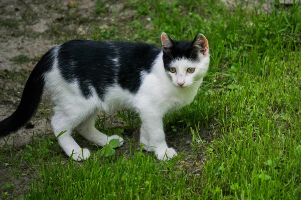 마당에 고양이 풀밭에서 새끼를 낳는다 — 스톡 사진