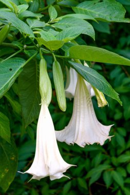 Bahçedeki süs otunun beyaz çanları.