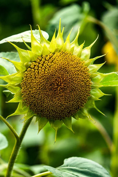 Fiore Ornamentale Girasole Senza Petali Gialli Giardino — Foto Stock