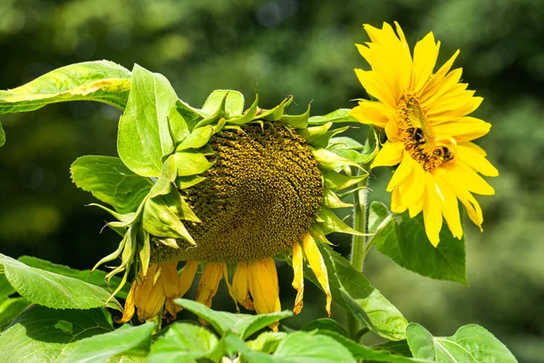 Yellow flowers of decorative sunflower in the garden. Bumblebee collecting nectar