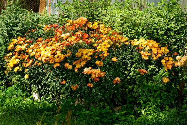 Bushes with flowers of yellow-orange chrysanthemums in the garden in autumn