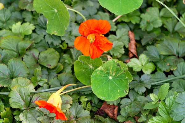 Gyönyörű Világos Virágok Nasturtium Kertben Nyáron — Stock Fotó