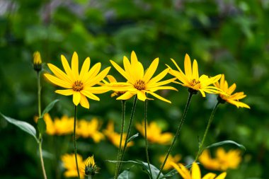 Kudüs 'ün güzel çiçekleri yaz bahçesinde