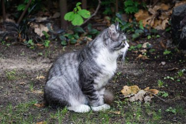 Genç tüylü gri bir kedi birini yakından izliyor.