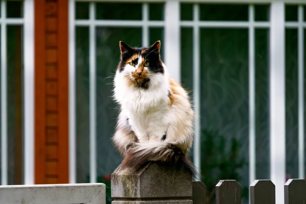 柵の上には若い白色のふわふわの猫が休んでいる — ストック写真