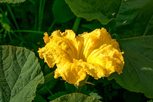 Flor Abóbora Amarela Meio Folhas Verdes Jardim — Fotografia de Stock