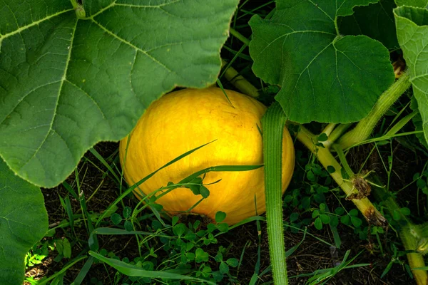 Gele Pompoen Het Midden Van Groene Bladeren Tuin — Stockfoto