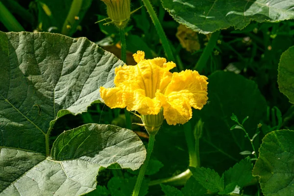 Κίτρινο Λουλούδι Κολοκύθας Στη Μέση Των Πράσινων Φύλλων Στον Κήπο — Φωτογραφία Αρχείου
