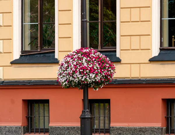 Rood Witte Petuniabloemen Bloeit Zomer Een Decoratieve Pot — Stockfoto