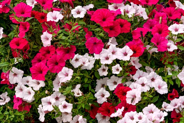 Achtergrond Van Rood Witte Petunia Bloemen Samen Met Groene Bladeren — Stockfoto