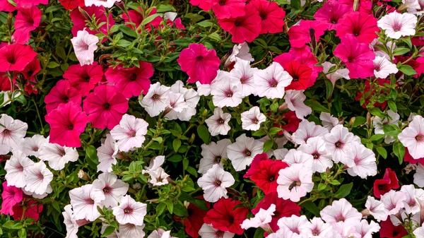 Φόντο Από Κόκκινα Λευκά Λουλούδια Πετούνια Μαζί Πράσινα Φύλλα — Φωτογραφία Αρχείου