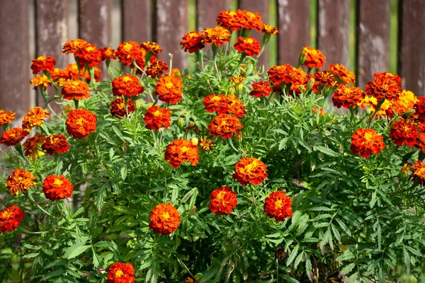 Flores Vermelho Alaranjadas Calêndulas Jardim Outono — Fotografia de Stock