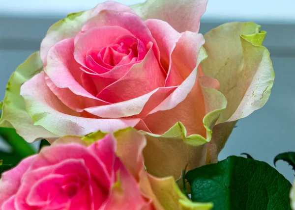 Dwa Pąki Delikatnych Różowych Róż Ogrodzie Letnim — Zdjęcie stockowe