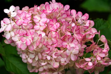 İnfloresans ve yeşil yapraklı güzel pembe ortanca.