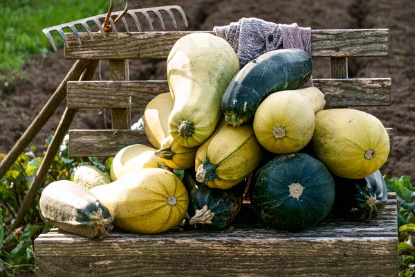노랗고 주치니에서 벤치에 위에서 수확하는 — 스톡 사진