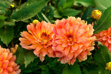 Yaz bahçesinde portakal çiçeklerinin güzel çiçekleri