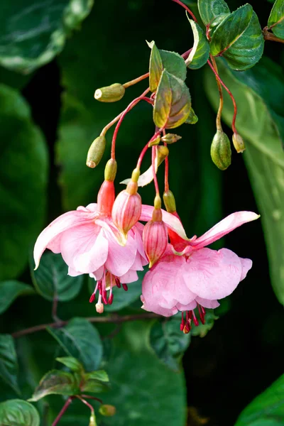 Gyönyörű Rózsaszín Fukszia Virágok Nyári Kertben — Stock Fotó