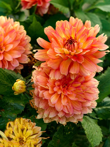 Belles Fleurs Dahlias Orange Dans Jardin Été — Photo