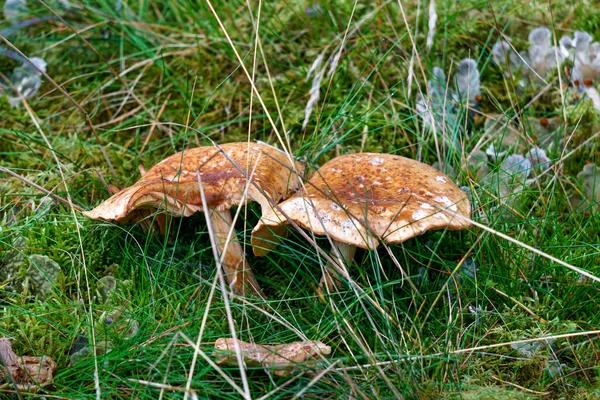 Twee Paddenstoelen Zijn Het Gras Het Bos Gegroeid — Stockfoto