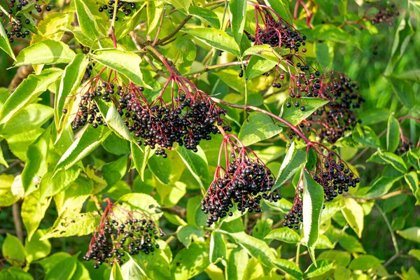 Trossen Zwarte Bessen Zwarte Vlierbessen Takken — Stockfoto