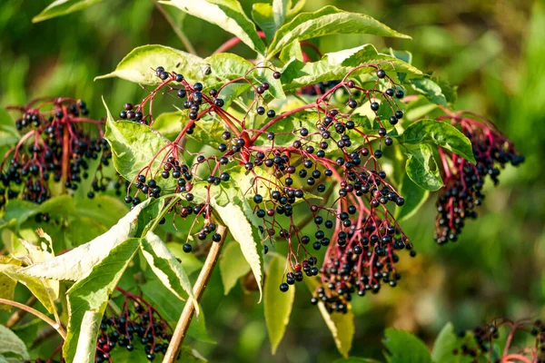 Bunches Black Berries Black Elderberry Branches — Stock Photo, Image