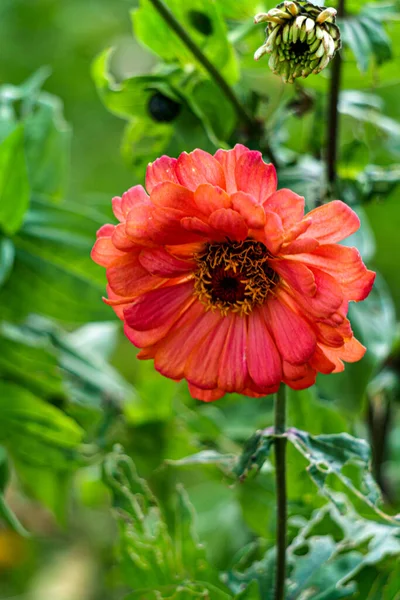 Piękny Koralowy Kwiat Cynku Ogrodzie Letnim — Zdjęcie stockowe