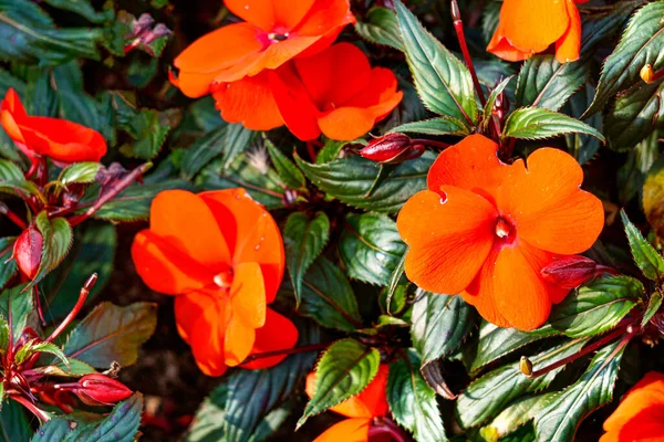 Beautiful Red Balsam Flower Leaves Garden — Stock Photo, Image