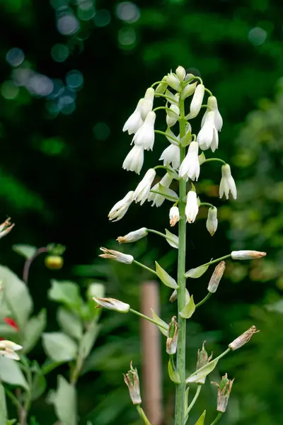 Flower stem with white flowers from the lily breed