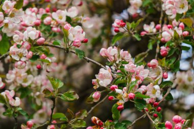 Yumuşak pembe çiçekler ve bir elma ağacının tomurcukları bahçedeki bir dalda.
