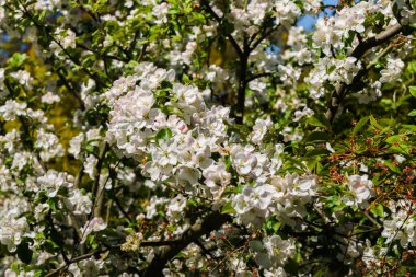 Bahçedeki bir dalda elma ağacının narin çiçekleri ve tomurcukları.