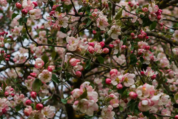Czułe Różowe Kwiaty Pąki Jabłoni Gałęzi Ogrodzie — Zdjęcie stockowe