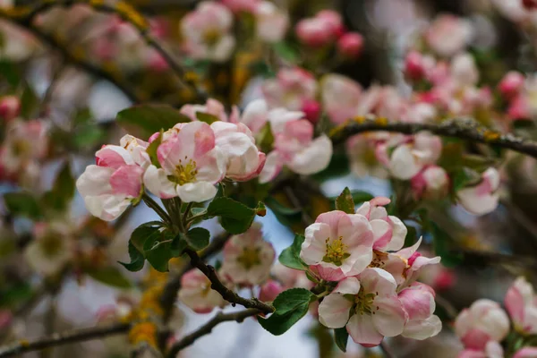 Vindelrosa Blommor Och Knoppar Ett Äppelträd Gren Trädgården — Stockfoto
