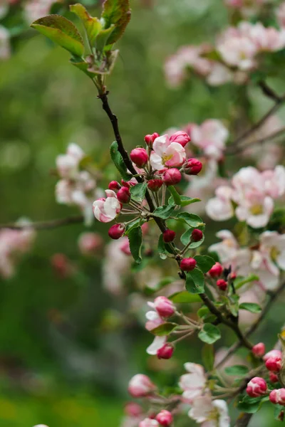 Zartrosa Blüten Und Knospen Eines Apfelbaums Auf Einem Zweig Garten — Stockfoto