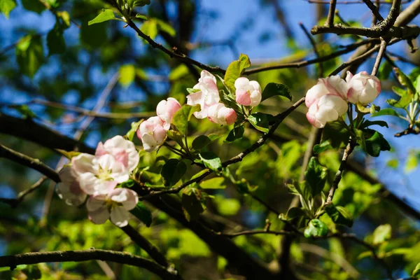 Tender Pink Flowers Apple Tree Branch Garden Blue Sky — Stock Photo, Image
